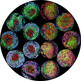 14 spheres of varying colors. Some blue and green with red nucleuses, and other yellow and pink or purple and green