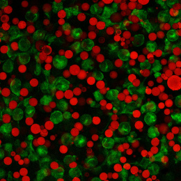 Cranberries mixed with green dots