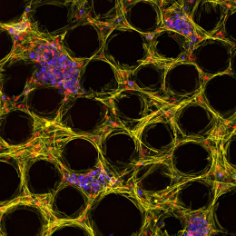 Honeycomb like spheres with dots of red and magenta randomly dispersed throughout