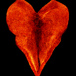 Valentine heart shaped red shape slightly illuminated. 