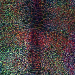 Rainbow colored spiderweb of interlocking forms