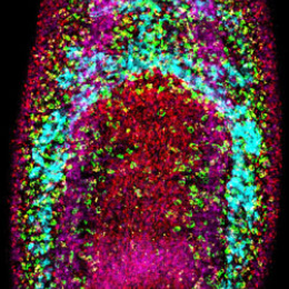 Magenta outlined oblong shape with copper colored clusters within surrounding purple and red shapes