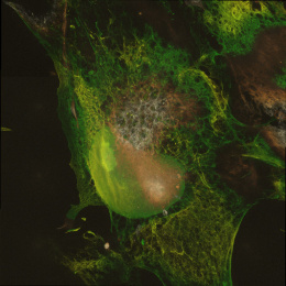 Kidney bean shaped swamp greenl globule entombed in neon green and brown webbing