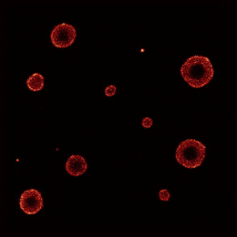 Red hollow globules spattered of a dark field 