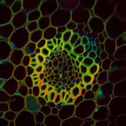 Concentric spiraling honeycomb shaped web of lime green and red