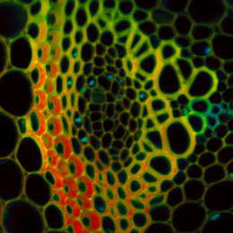 Waved honeycomb shape web of lime green and red