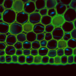 Green and black hexagonal bubbles webbed cross the dark