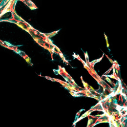 Shimmering crystalline structures in branch like patterns filled with red veins and bright yellow spots 