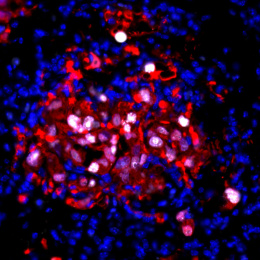 An explosion of deep blue, red and purple tatters expanding across the dark.