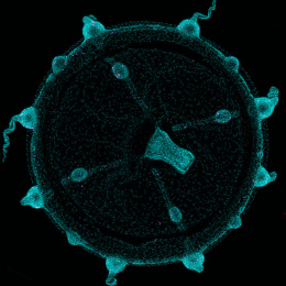 Electric teal wheel festooned with round protrusions and a curving axis within its center.