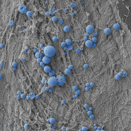 Blue spheroids strewn in constellation patterns atop a grey threaded landscape 