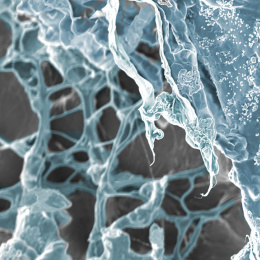 Ghostly grey and blue structures webbing over each other in dense clusters