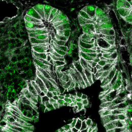 Emerald green coil formation with white stripes throughout 