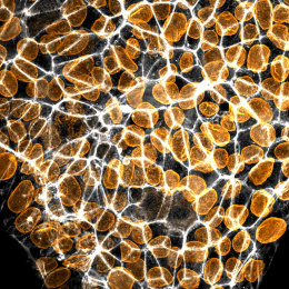 Glowing golden stones gathered beneath a bright white lattice 