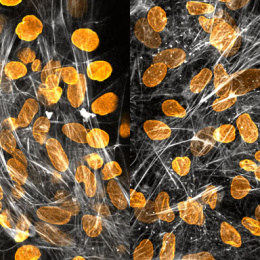 Glowing golden stones gathered beneath a bright white lattice 