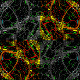 Symmetrical matrix consisting of red, grid and yellow hexagonal grids atop green rivulets, with two grey corners