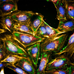 Purple egg shapes nestled in pockets of sparkling green and red divided by glowing gold light