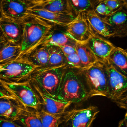 Purple egg shapes nestled in pockets of sparkling green and red divided by glowing gold light