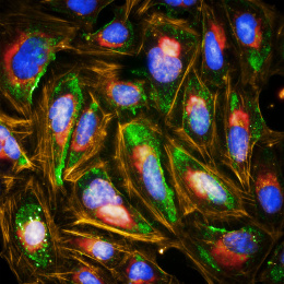 Purple egg shapes nestled in pockets of sparkling green and red divided by glowing gold light