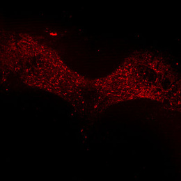 Neon red specks forming two wing shapes disappearing into black