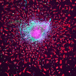 A violet circular island haloed by florescent  blue in turn surrounded by a sea of red and blue petals 