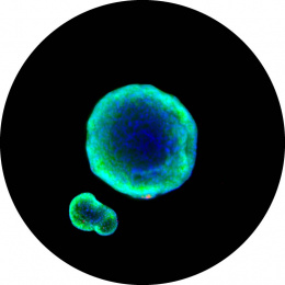 fluorescent organoids