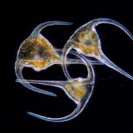 three plankton specimens in a group