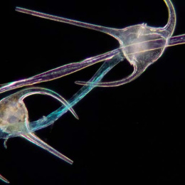 two plankton with a blue strand of microplastic between them
