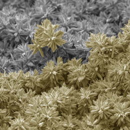 flower-like crystals colored gold and grey