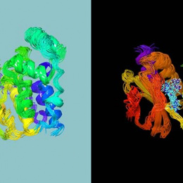 two identical views of a homologous protein model, one on a blue background, one on a black background