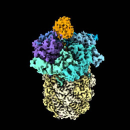 molecular model of proteins; it resembles a pineapple