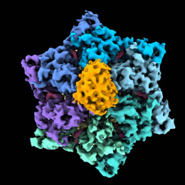 molecular model of proteins; it resembles a six-pointed star