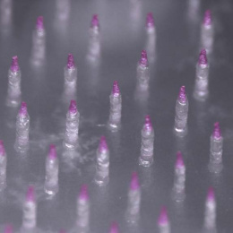 soft focus view of clear pink-tipped microneedles in an array