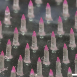 clear pink-tipped microneedles in an array