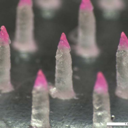 close-up view of clear pink-tipped microneedles in an array