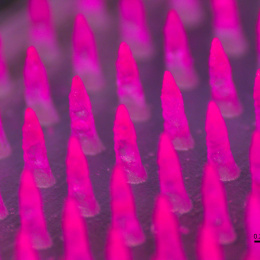 close-up view of pink-tinted microneedles in an array