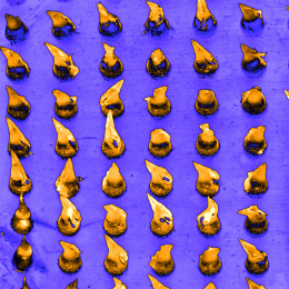 grid of rounded gold cones on an indigo background