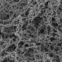 field of overlapping long thin chains of spongy-looking structures