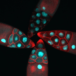 a pinwheel of red cell compartments with cyan nuclei