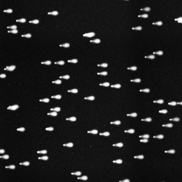 Several dozen comet tail assays against a black background