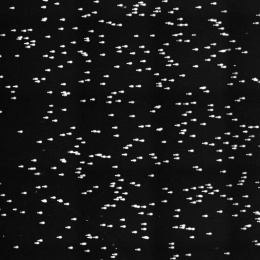 wide field of many comet tail assays on a black background