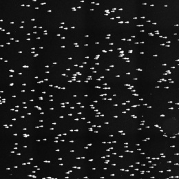 hundreds of comet tails assays on a black background