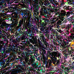 a brightly colored field of neurons like an abstract painting