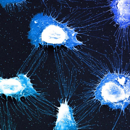 five sprawling cells with white nuclei and blue cytoplasm are connected by thin blue filaments against a black background