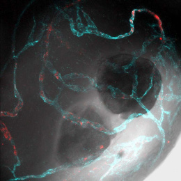 a grey bubble-like structure with veins of red-spotted cyan and two dark gaps like eyes at the bottom right