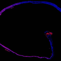 a narrow G-shaped loop of cells, with pink on the left and bottom, blue on the top right and vertical stem with red at the very end