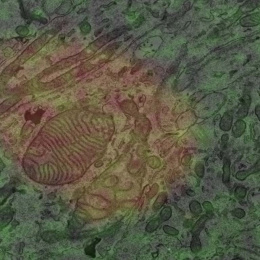 a close-up view of a red and yellow patterned oval with green and dark textured aura around it