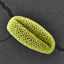 a single grain of pollen, porous and creased like a coffee bean, rests on a cracked grey surface