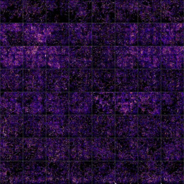 a 12x8 grid of squares with various concentrations of cells glowing purple and yellow