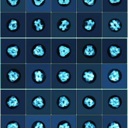 a five by six grid ofM protein clusters in blue